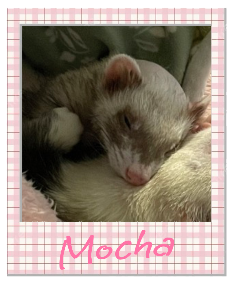 Mocha