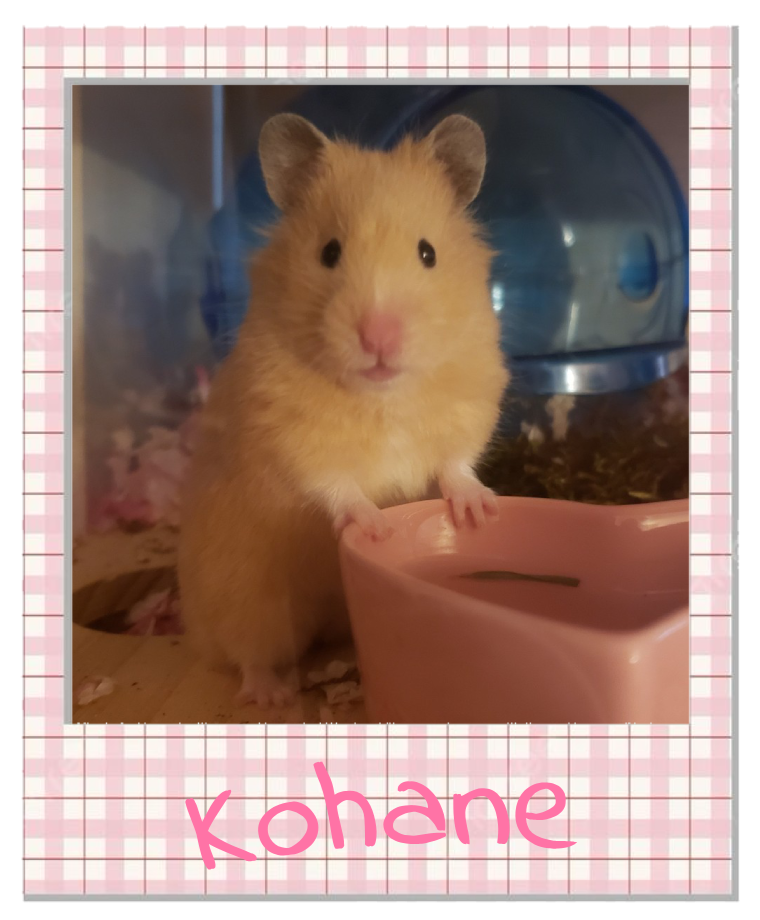 Kohane
