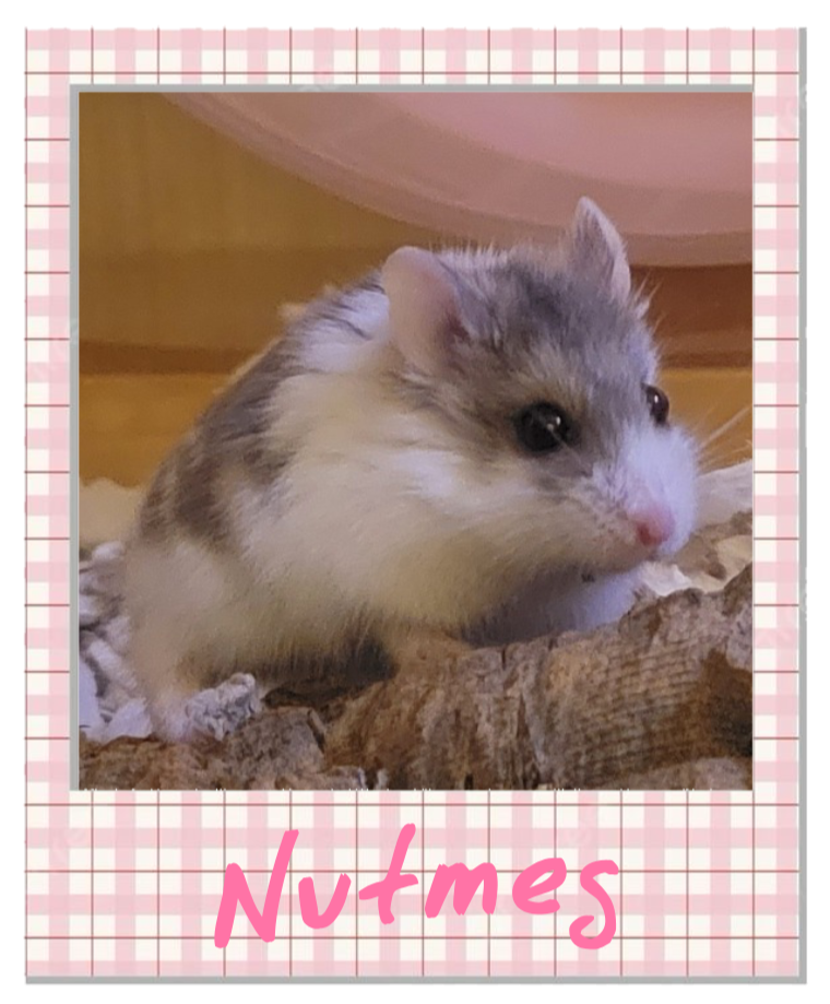 Nutmeg